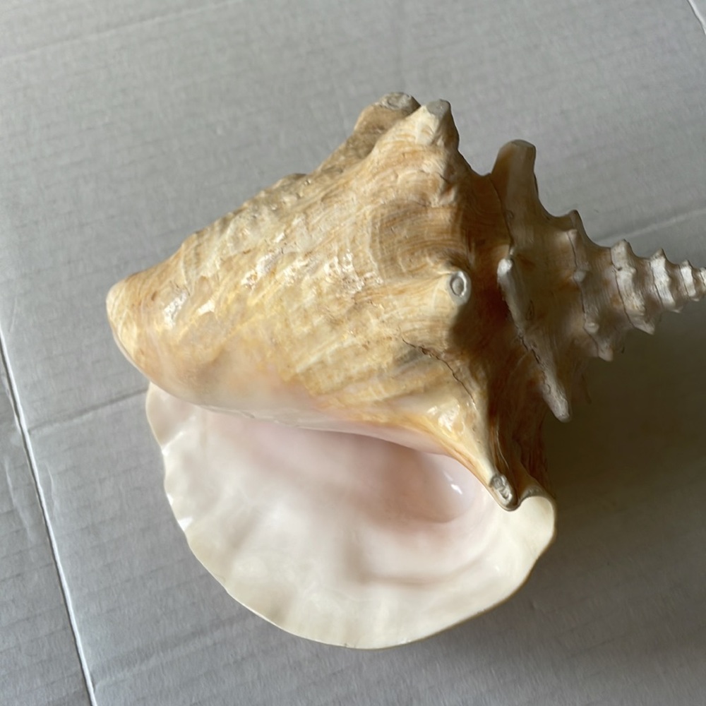 Queen Conch Shell - Picture 4 of 6